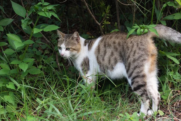 Tabby-Katze steht auf der Wiese. — Stockfoto