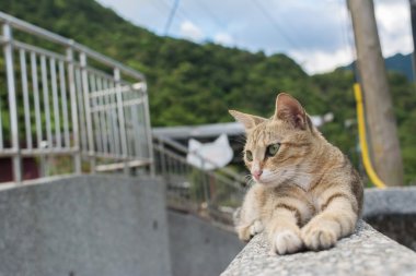 kedi duvarda yalan.