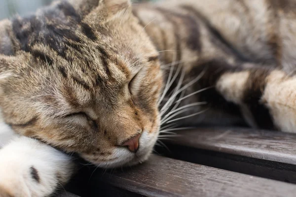 Katze schläft auf einem Stuhl. — Stockfoto