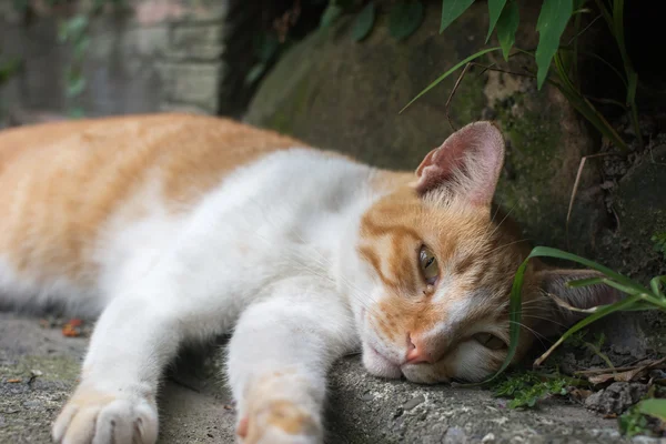 Kedi köşesinde dinlenmek için yalan. — Stok fotoğraf