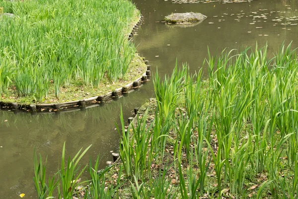 A grama verde jardinagem na lagoa . — Fotografia de Stock