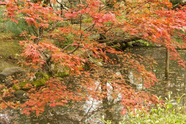Red maples planted on the shore and reflection. — Stock Photo, Image