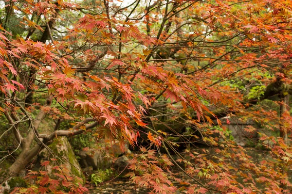 Red maples planted on the shore. — Stock Photo, Image