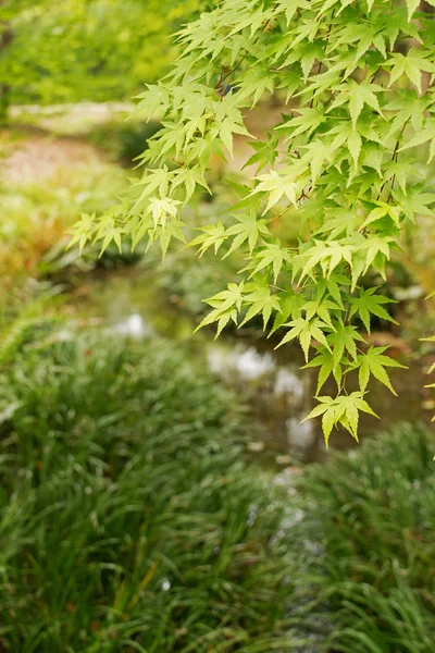 Green maple — Stock Photo, Image