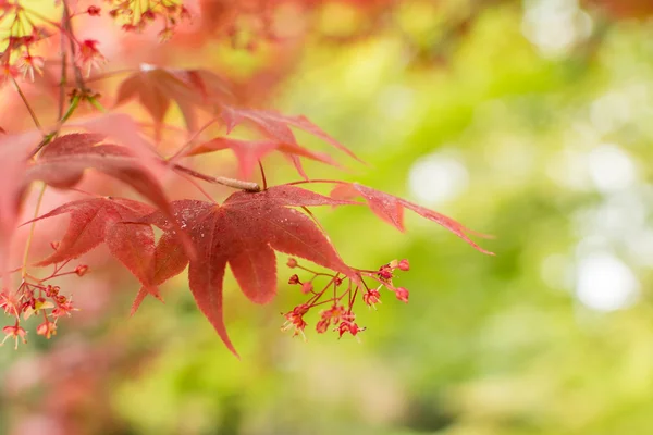 Red maple — Stock Photo, Image