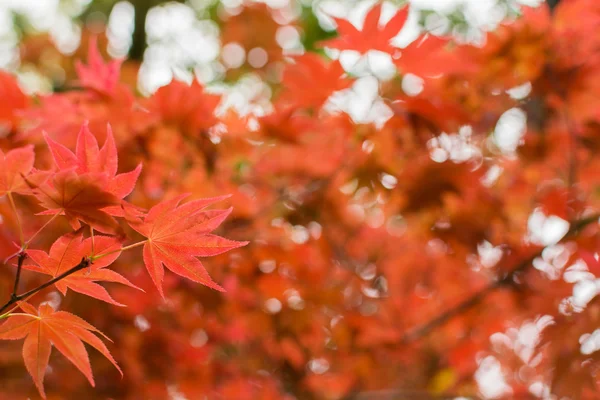 Red maple leaves — Stock Photo, Image