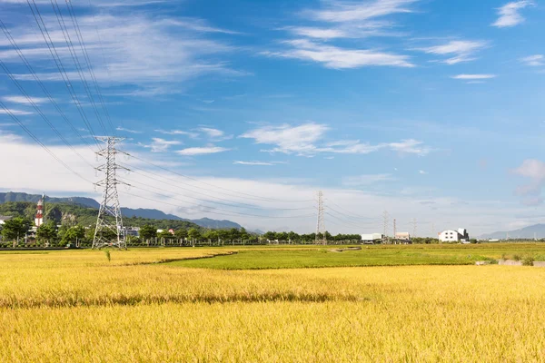 Paddy boerderij — Stockfoto