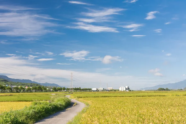 Paddy farm — Stock Photo, Image