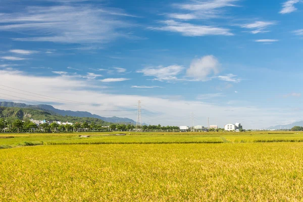 Granja de arroz —  Fotos de Stock