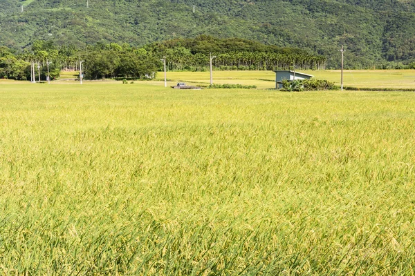 水稻农场 — 图库照片