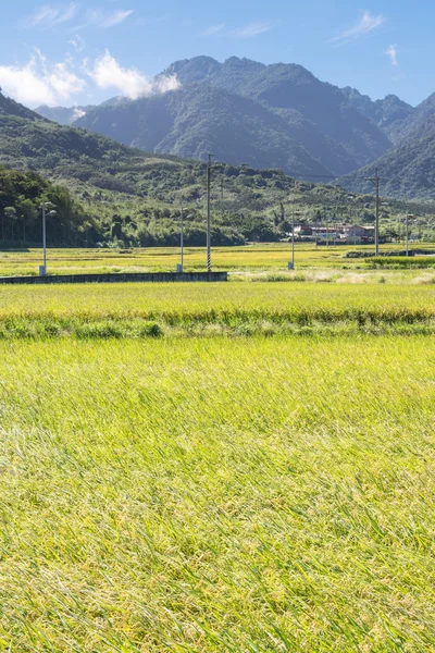 Paddy boerderij — Stockfoto