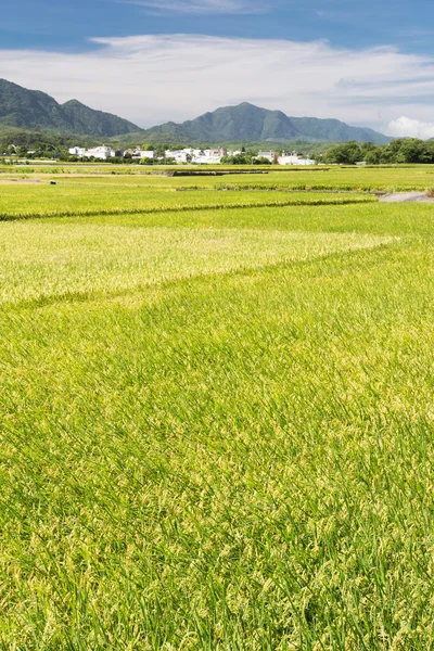 Reisbauern — Stockfoto