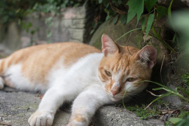 Kedi köşesinde dinlenmek için yalan.