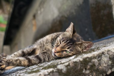 Kedi yerde yatıyor..