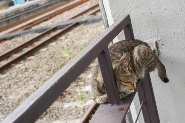 Katze liegt zur Ruhe. — Stockfoto