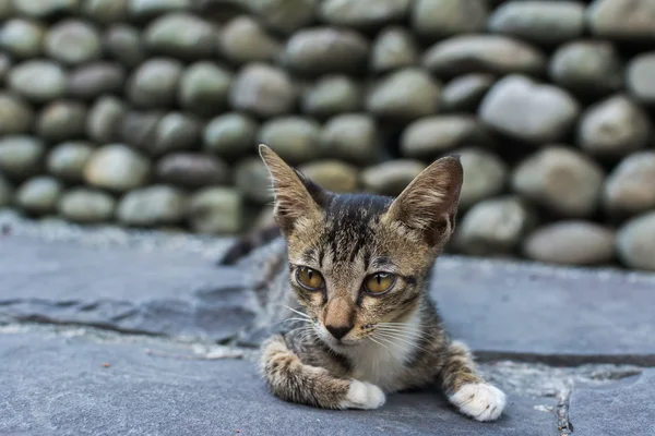 Jeune chat tabby couché sur le sol . — Photo