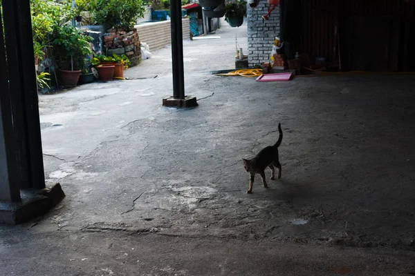 Silhueta de gato andando Na arcada . — Fotografia de Stock