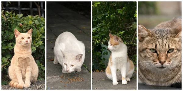 Colección de gatos — Foto de Stock