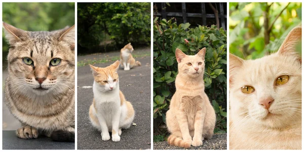 Collection of cats — Stock Photo, Image