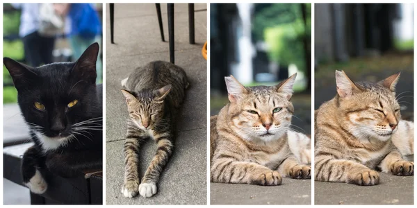 Sammlung von Katzen — Stockfoto