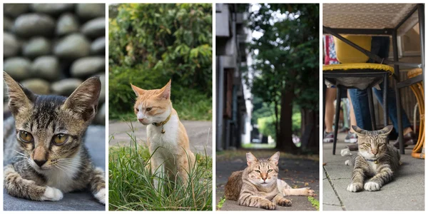 Sammlung von Katzen — Stockfoto