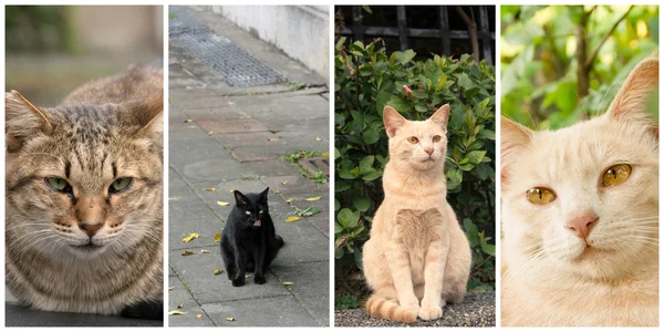 Sammlung von Katzen — Stockfoto