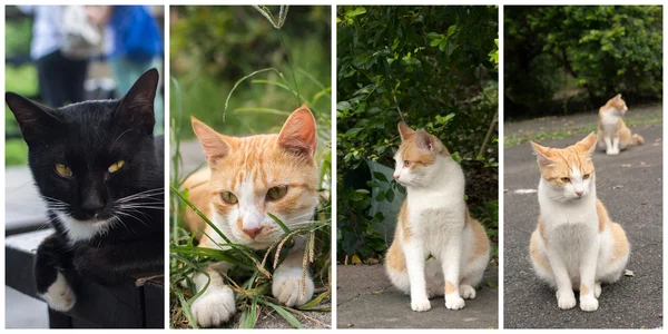 Sammlung von Katzen — Stockfoto