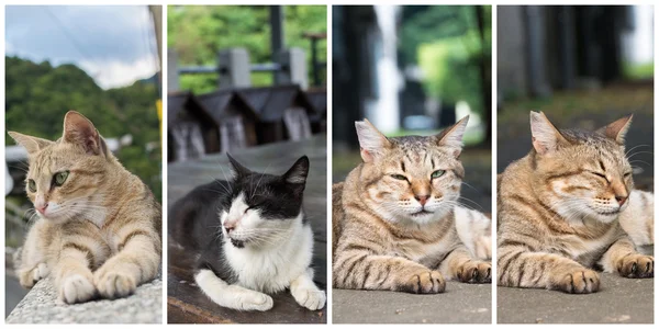 Sammlung von Katzen — Stockfoto