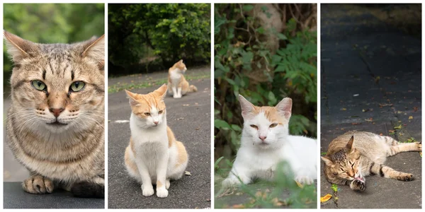 Sammlung von Katzen — Stockfoto