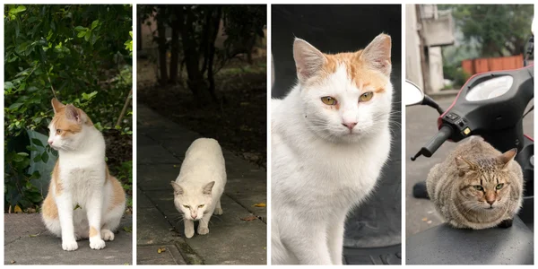 Sammlung von Katzen — Stockfoto