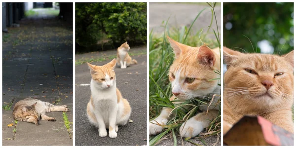 Sammlung von Katzen — Stockfoto