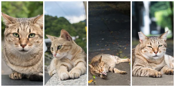 Collection of cats — Stock Photo, Image