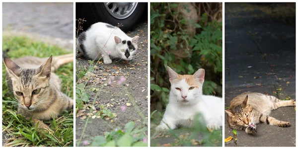 Sammlung von Katzen — Stockfoto