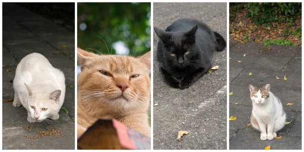 Colección de gatos — Foto de Stock