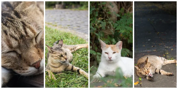 Sammlung von Katzen — Stockfoto