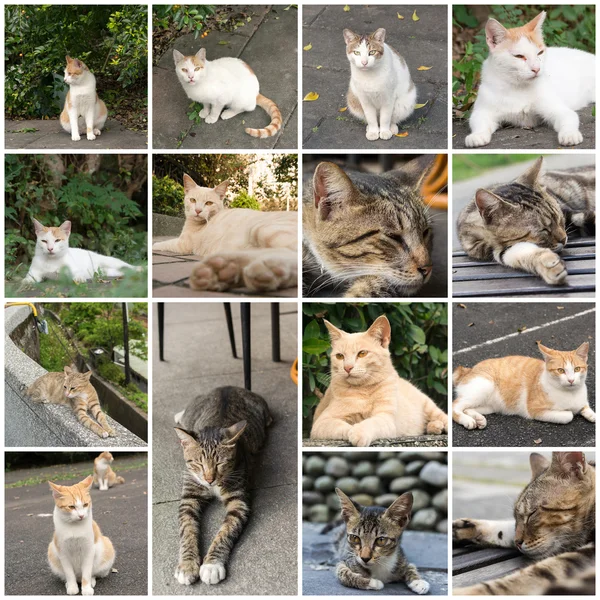 Ungepflegte Katze — Stockfoto