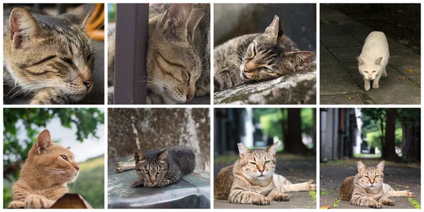 Sammlung von Katzen — Stockfoto