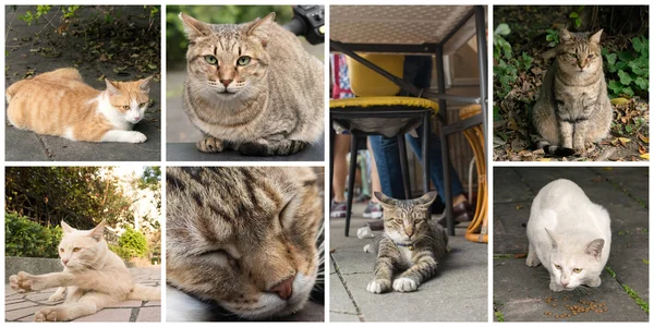 Kedi koleksiyonu — Stok fotoğraf