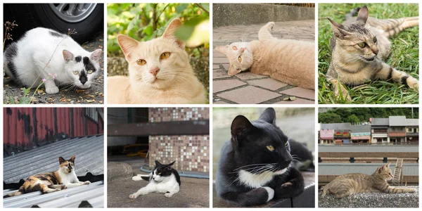 Sammlung von Katzen — Stockfoto