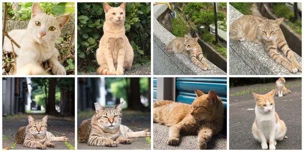 Kedi koleksiyonu — Stok fotoğraf