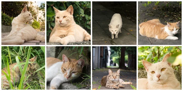 Collection of cats — Stock Photo, Image