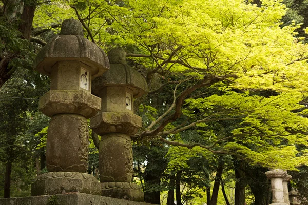 Japanese garden — Stock Photo, Image