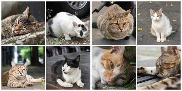 Sammlung von Katzen — Stockfoto