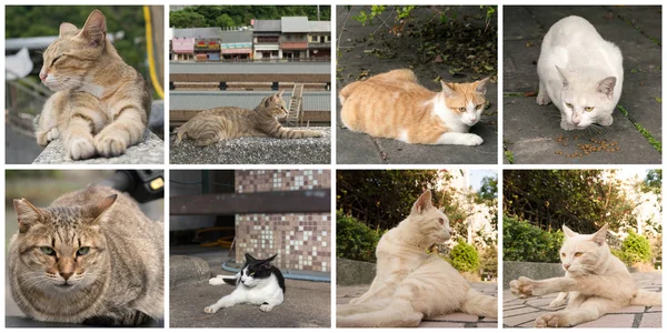 Sammlung von Katzen — Stockfoto