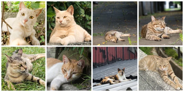 Kedi koleksiyonu — Stok fotoğraf