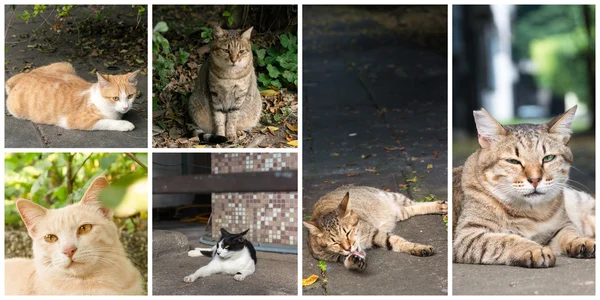 Sammlung von Katzen — Stockfoto