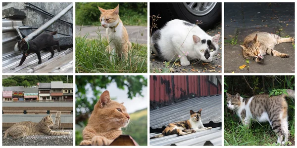 Sammlung von Katzen — Stockfoto