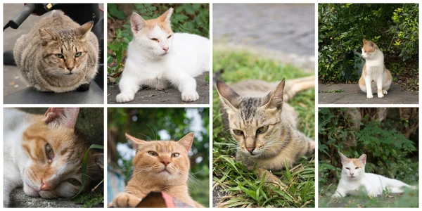 Colección de gatos —  Fotos de Stock