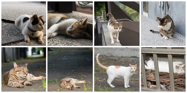 Colección de gatos —  Fotos de Stock