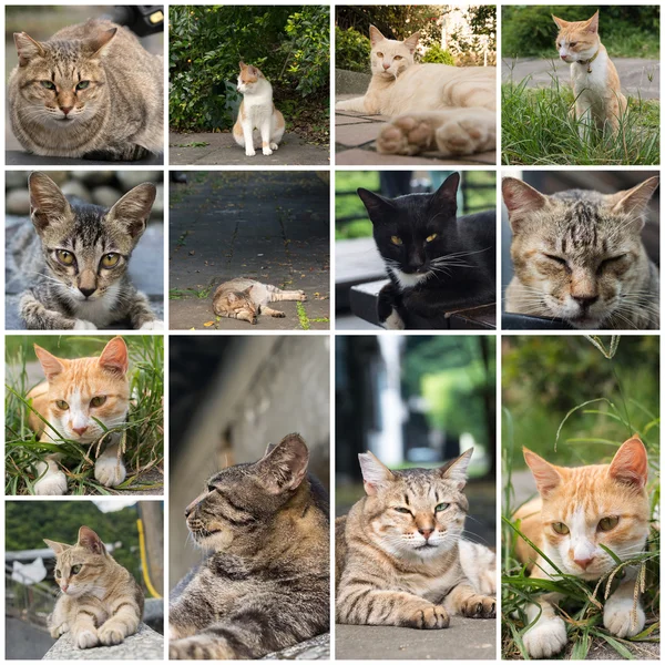 Katze liegt an der Wand. — Stockfoto